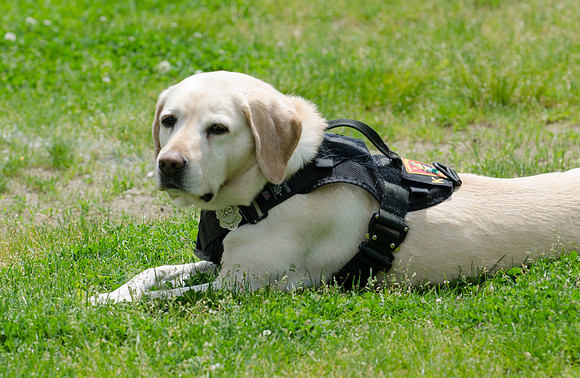 Full Res Mutt Strutt-2878_