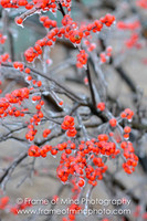 NH Images-6850