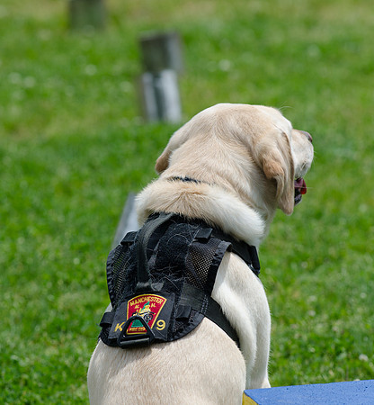 Full Res Mutt Strutt-2890_