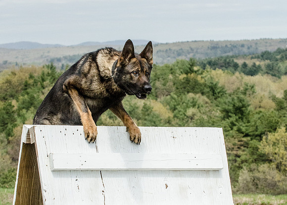 Full ResMPD K9-5600_