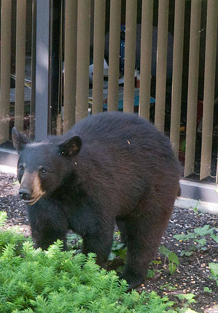 MFD Bear--15-2