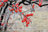 NH Images-6857
