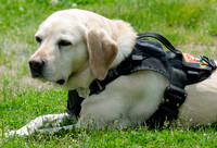 Full Res Mutt Strutt-2884_