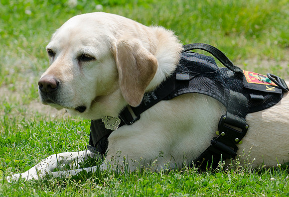 Full Res Mutt Strutt-2884_