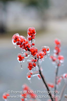 NH Images-6853