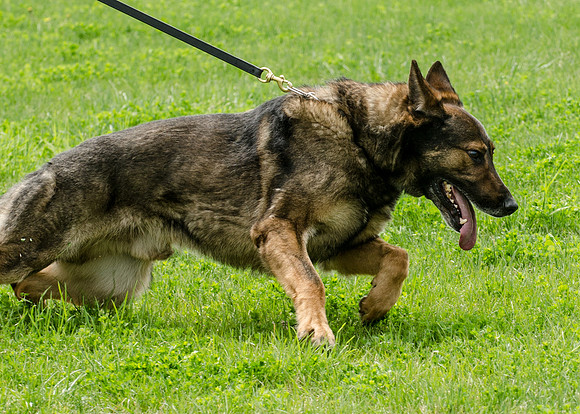 Full ResMPD K9-5492_