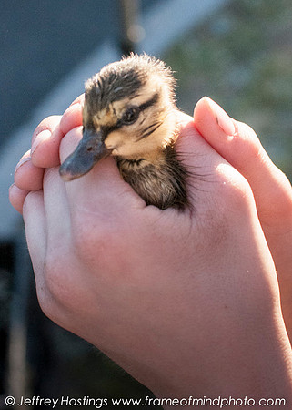 LFD DUCK RESCUE-7872140