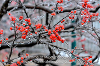 NH Images-6856